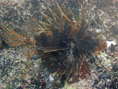 Dendrochirus barberi