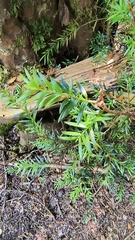 Saxegothaea conspicua