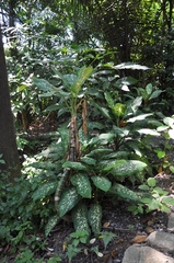 Dieffenbachia