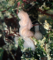 Baseodiscus delineatus