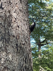 Pygarrhichas albogularis