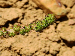 Acaena pinnatifida
