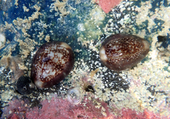 Monetaria caputophidii