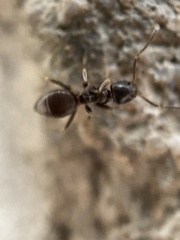Tapinoma sessile