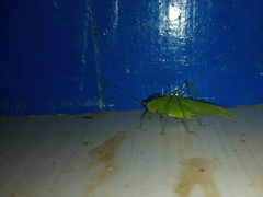 Anaulacomerina