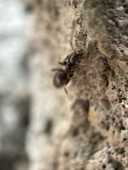 Tapinoma sessile