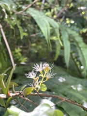 Metrosideros diffusa