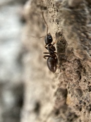 Tapinoma sessile