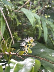 Metrosideros diffusa