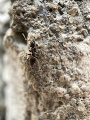 Tapinoma sessile