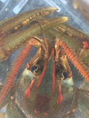 Barbicambarus simmonsi