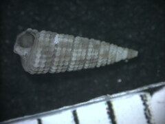 Nototriphora decorata