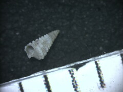 Nototriphora decorata