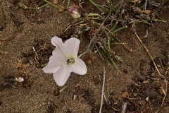 Convolvulus chilensis