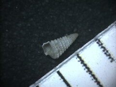 Nototriphora decorata