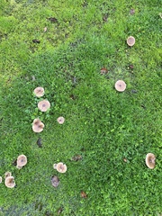 Melanoleuca