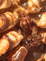 Barbicambarus simmonsi