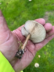 Melanoleuca