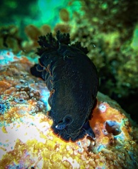Dendrodoris arborescens