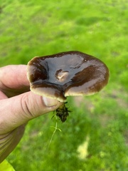 Melanoleuca