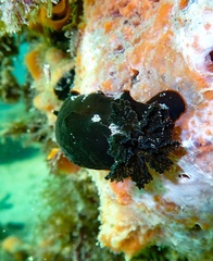 Dendrodoris arborescens