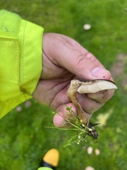 Melanoleuca