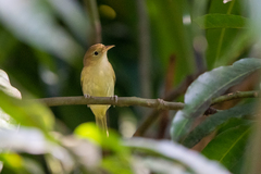 Pachysylvia aurantiifrons