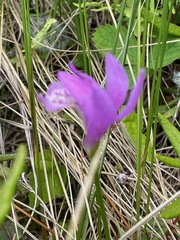 Arethusa bulbosa