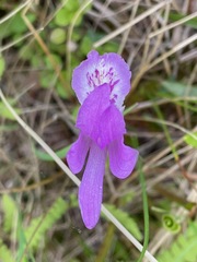 Arethusa bulbosa