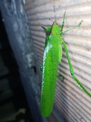 Nicklephyllum acanthonotum