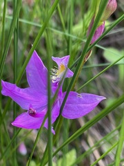 Calopogon tuberosus