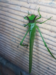 Nicklephyllum acanthonotum