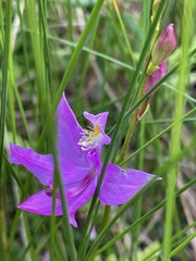 Calopogon tuberosus