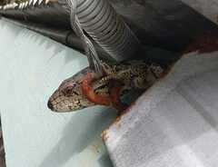 Cyclodomorphus gerrardii