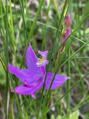Calopogon tuberosus