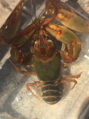 Barbicambarus simmonsi