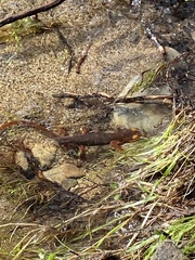 Taricha sierrae