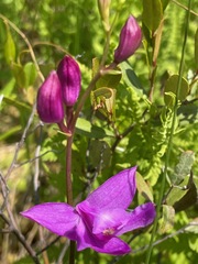 Calopogon tuberosus