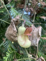 Aristolochia californica