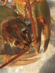 Barbicambarus simmonsi