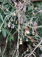 Aristolochia californica