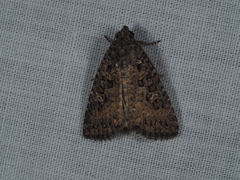 Hypoperigea tonsa