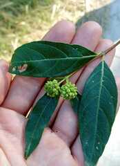 Cephalanthus glabratus