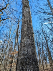 Aleurodiscus oakesii
