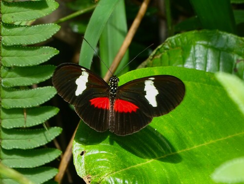Heliconius himera