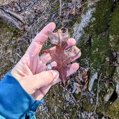 Aleurodiscus oakesii