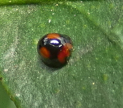Cryptognatha amabilis