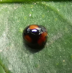 Cryptognatha amabilis