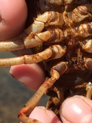 Barbicambarus simmonsi