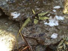 Asplenium pinnatifidum